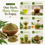 Natural Giloy Powder - Image 4